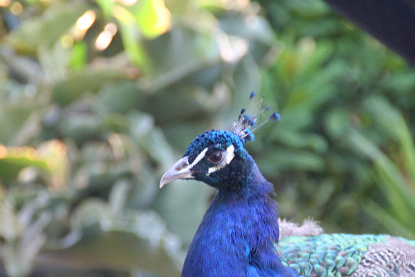 PrettyCool40b