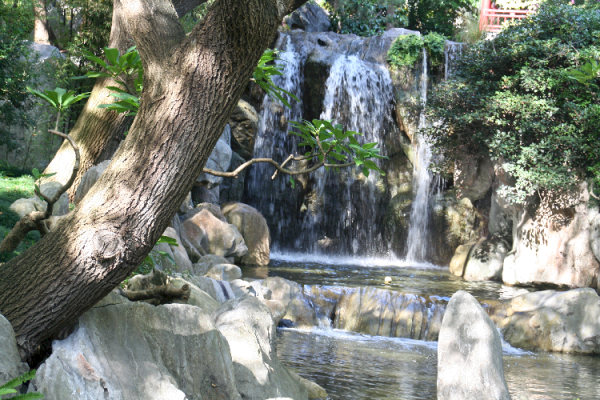 Pretty Little, Lily Pad Pond, The Chinese Friendship Garden, Downtown Sydney, NSW, Australai