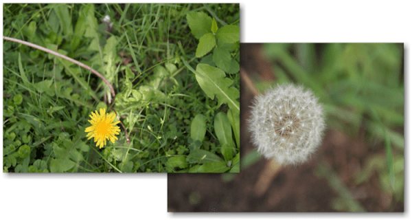Dandelions are all over the world!