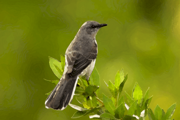 Mockingbird