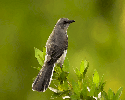 Mockingbird