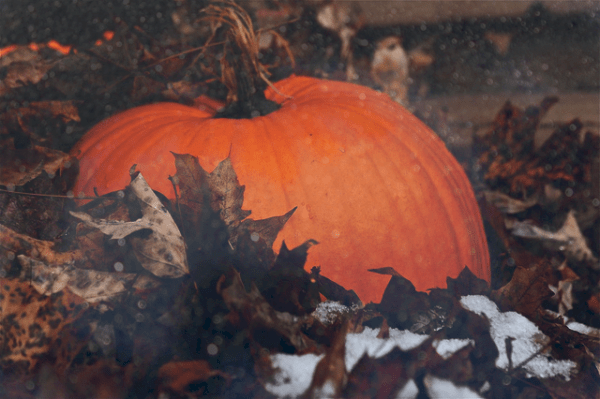Punkin1