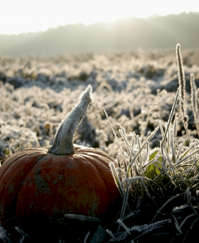 Punkin2